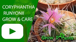 Coryphantha runyonii– grow & care (Beautiful cactus)
