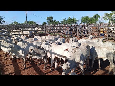 NA FEIRA DO GADO DE LIMOEIRO PERNAMBUCO 11 DE JUNHO DE 2026