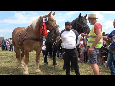 Parada cailor Tara Lapusului Targu Lapus, Maramures 10 Iunie 2021 Nou!!!