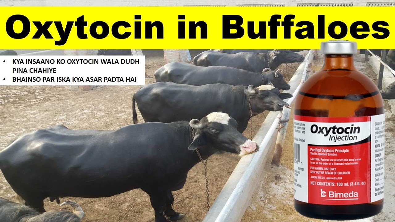 Oxytocin use in buffaloes | How oxytocin effects animal health | Does oxytocin comes in milk