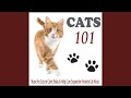 Twisted Whiskers Music For Cats 101