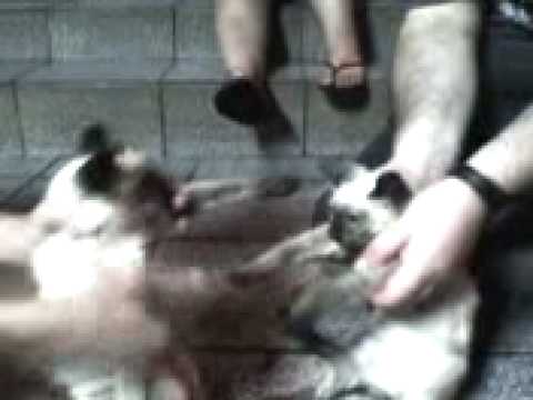 Cats Cronicles Dad & Renan