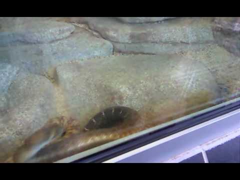 The most active snake I've ever seen