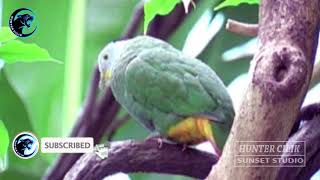 Download lagu SUARA PIKAT PUNAI KEMBANG Black naped Fruit dove (Ptilinopus melanospilus) mp3