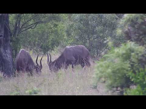 Djuma: Nyala bulls, Impalas with lambs and Waterbuck bull - 02:49 - 11/15/2023