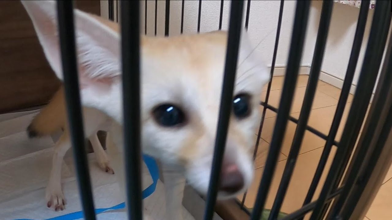 狐暮らし カイ君の冒険