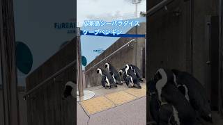 八景島シーパラダイスのケープペンギン #zoo #水族館 #癒し #動物 #ペンギン　#ケープペンギン