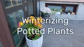 Winterizing Potted Plants // Zone 7
