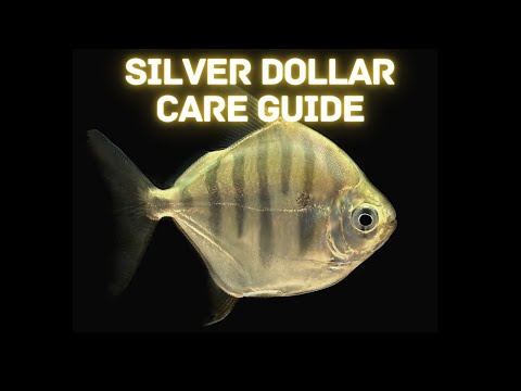 Silver Dollar — chov, kŕmenie a rozmnožovanie striebornice vo veľkom akváriu