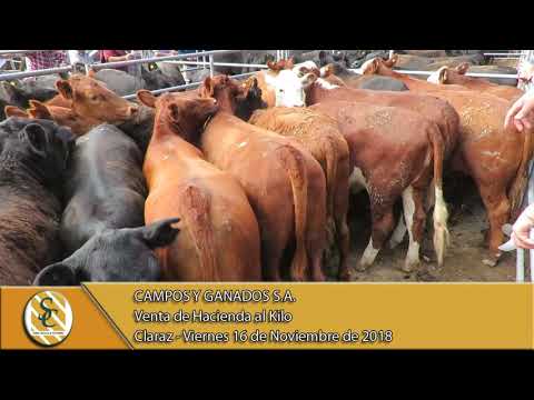 16-11-18 Venta de Hacienda al Kilo - Campos y Ganados S.A. - Claraz