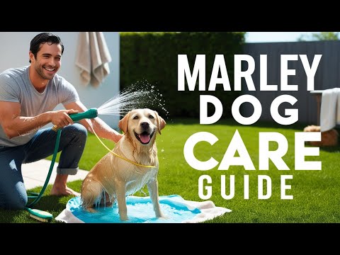 Marley Dog Care Guide: Grooming, Feeding, Health Tips & Training for a Happy, Healthy Pet