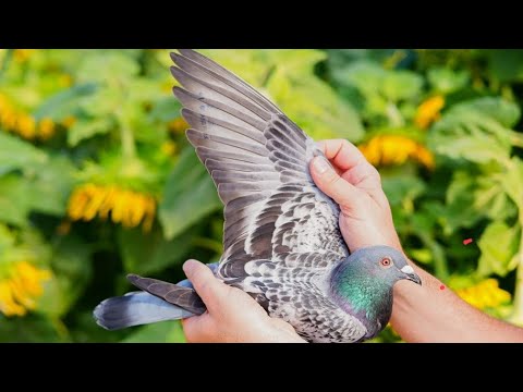 Verkerk’s Hallilujah, GB22-N42196 - 3. final Pattaya PIPR OLR ’23