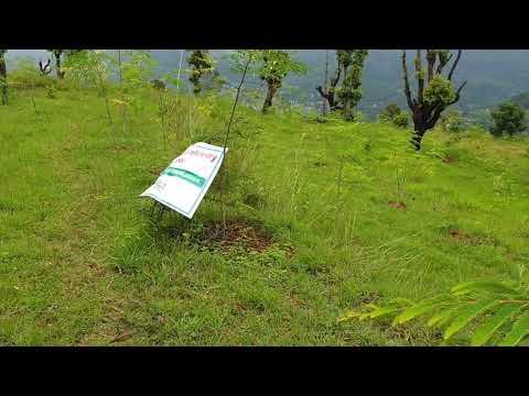 Agroforestry for livelihood improvement in Nepal