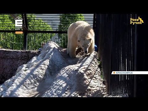 В зоопарке Ижевска прокомментировал смерть красноярской медведицы Авроры
