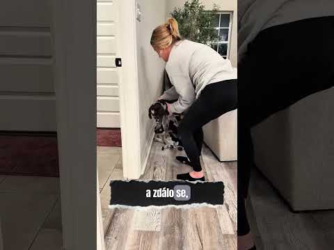 Tato pohovka skrývala tajemství, o kterém nikdo nevěděl 🥺🐕