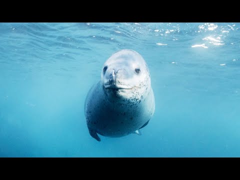Filming in the Frozen World | Behind The Scenes Of Frozen Planet II | BBC Earth