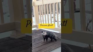Possum Patty's POSSUM ALERT! Off to cause a KERFUFFLE!