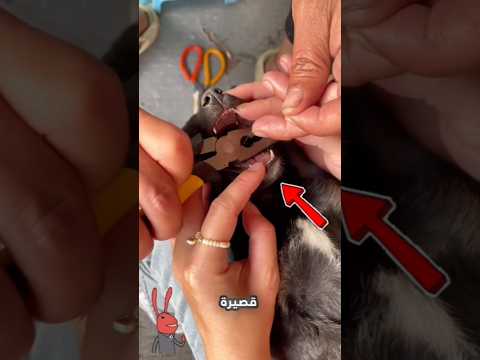 علقت سنارة الصيد في فمه..! 🤐😬