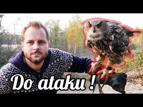 CIEKAWOSTKI O HODOWLI PUCHACZA W DOMU