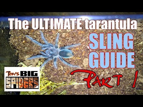 The Ultimate Tarantula Sling Guide - Part 1