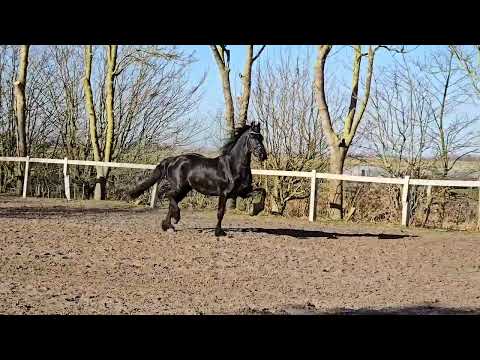 Stal Okkema's Marten - Reinder x Abe - Gelding - 2020