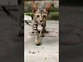 Cute Little Cat 7 Animation Cat Cartoon Kitten Funny