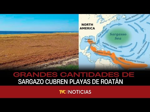 Grandes cantidades de sargazo cubren playas de Roatán.