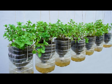 Amazing ideas for Making Flower Pot Recycling plastic Bottles into flower Pot