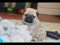Pug dogs for sale: Astro - Video 1