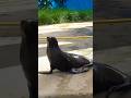 Sea Lions Sound Screaming Barking