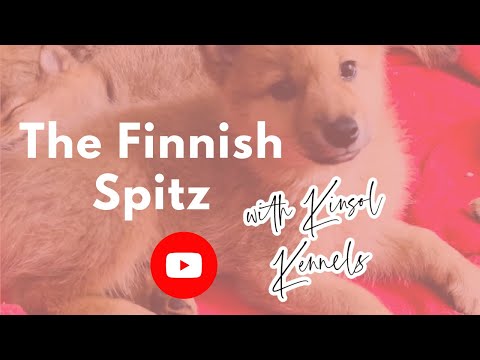 Finnish Spitz | Learn about the Finnish Spitz dog breed