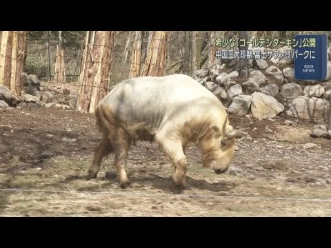 YouTube Video 中国三大珍獣の「ゴールデンターキン」を公開　富士サファリパーク　静岡・裾野市