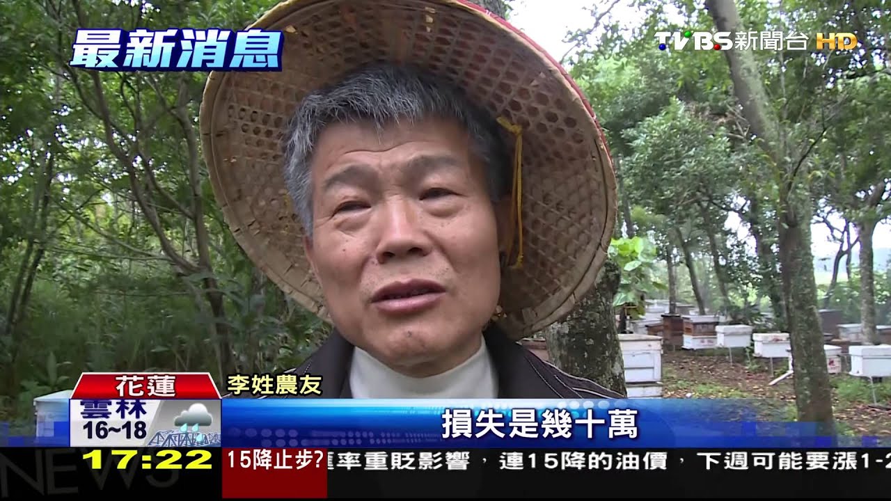 心痛!600萬隻小蜜蜂 疑遭人噴藥屠殺