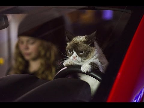 Grumpy Cat's Worst Christmas Ever (Starring Aubrey Plaza) Movie Review