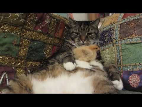 Little Chick Chills on Cat's Belly