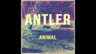 Antler - Animal