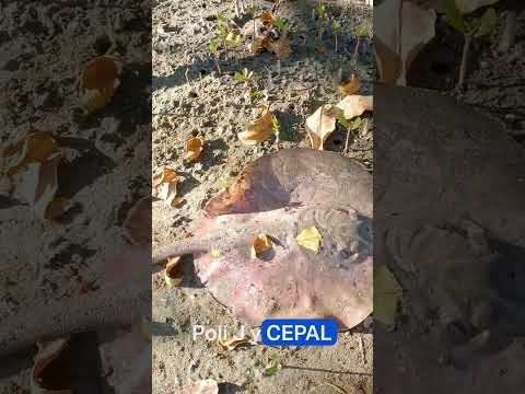 Las Salinas de Aguadulce, El Salado, Barrios unidos. Coclé, Aguadulce, Panamá