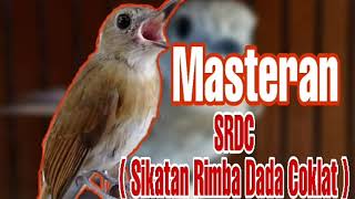 Download lagu Masteran SRDC ( Sikatan Rimba Dada Coklat ) nembak  suara jernih mp3