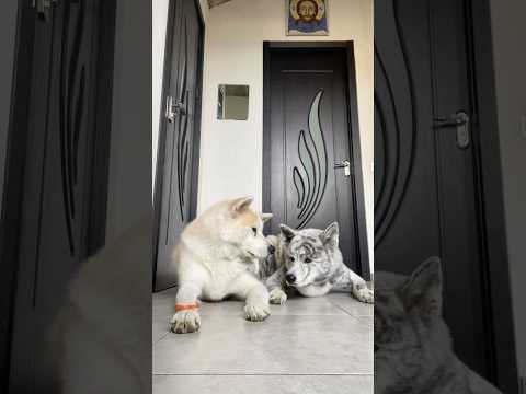 სასუსნავი