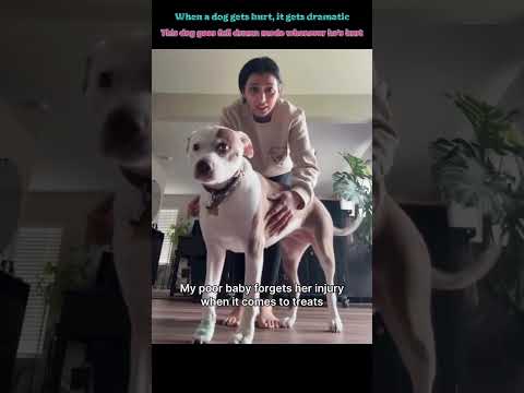 Getting dramatic when a dog is injured🤣 #dog #funnydog #dogs #funnyvideos #fyp