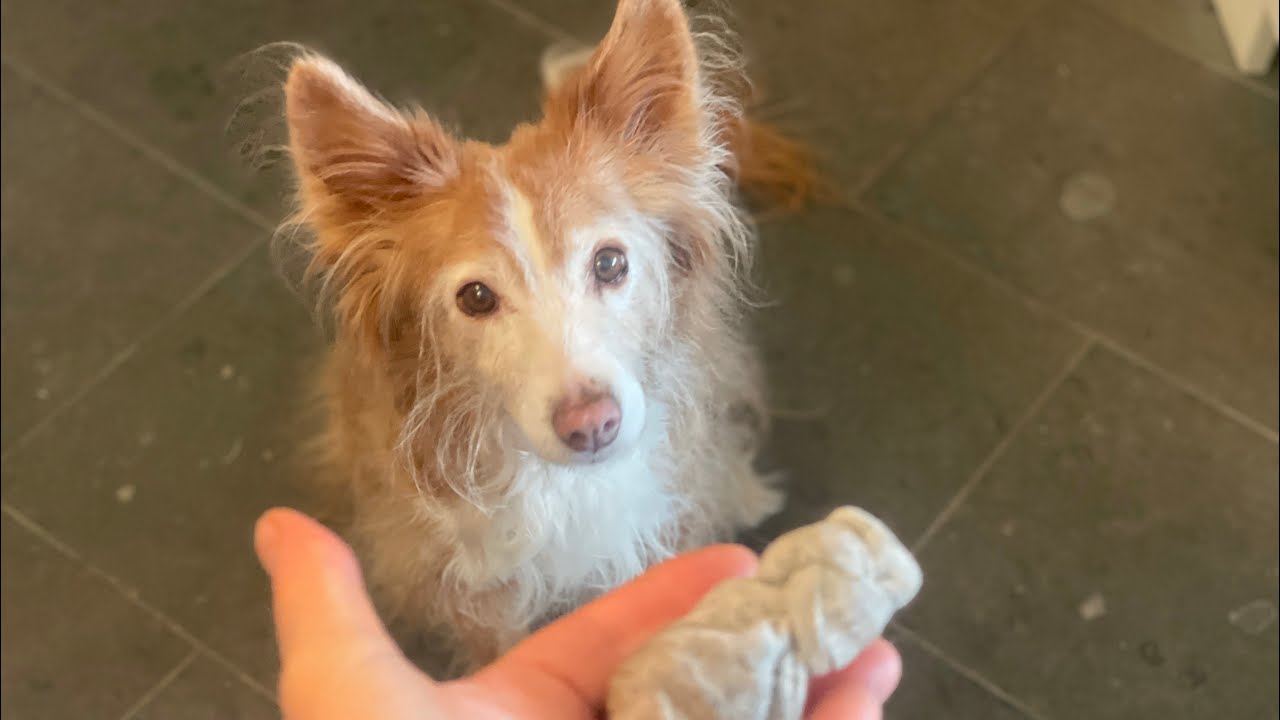 Apportieren im Seniorenalter: Lernen kennt kein Alter