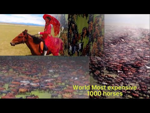 The real ten thousand horses galloping, have you ever seen such a shocking scene?