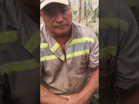 Produção de morangos em estufas em Nova Tebas Paraná .