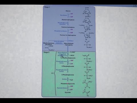 Ahern's Biochemistry #22 - Glycolysis II