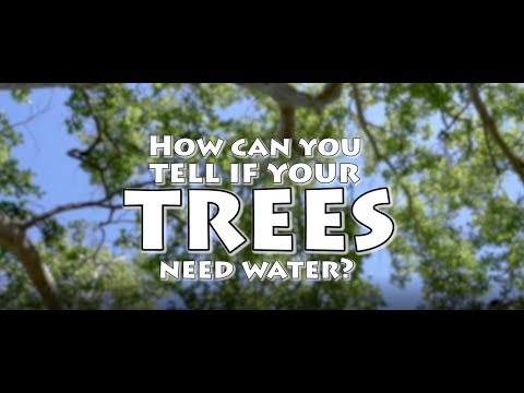 How Can You Tell if Your Trees Need Water?