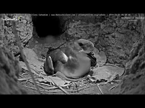 Incubating Cahow Repositions Over Egg, Rearranges Nest – March 1, 2019