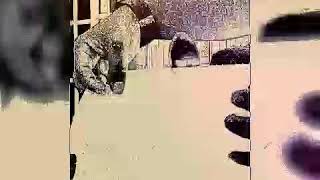 Download lagu SABRAN MASRON - Dancing Spoon (ILLUSION)  2020  HQ mp3