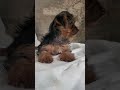 Yorkshire Terrier dogs for sale: Rose - Video 1