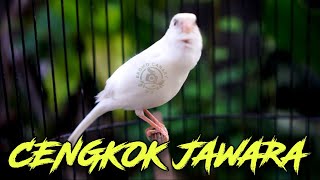 Download lagu KENARI ISIAN MEWAH!! MASTERAN KENARI ISIAN SIKATAN LONDO GACOR mp3