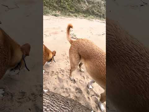 #olfato #paseocanino #playa #fomento #colonia #cachorrosdivertidos #dogs